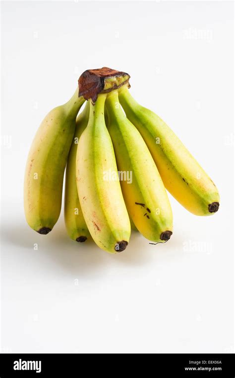 Musa A Bunch Of Mini Bananas Stock Photo Alamy