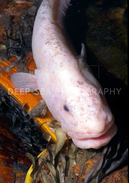 Hydrothermal vent eelpout fish - Deep-Sea Photography