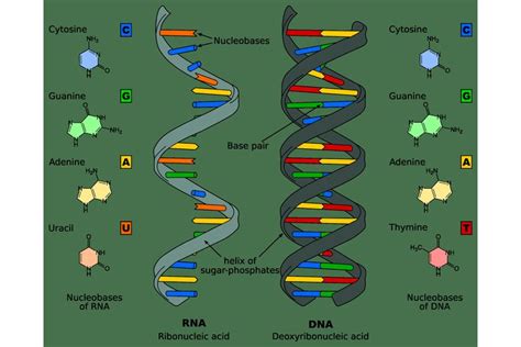 Nucleic Acid Quick Facts