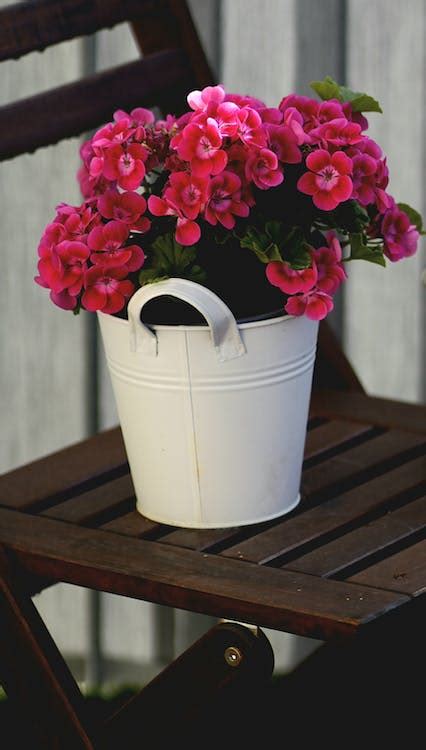 Decorative Flowers in Bucket · Free Stock Photo