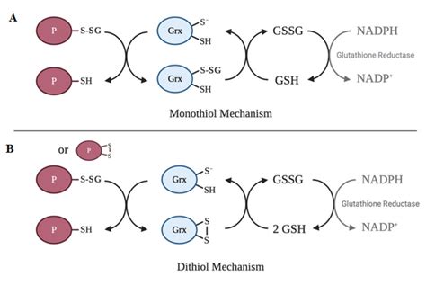 Catalytic Mechanisms Of Deglutathionylation By Glutaredoxin A In The