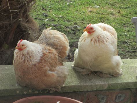 My Lovely Pekins Bantams Chickens Backyard Pekin Chicken Pet