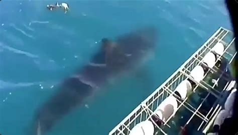 Terrifying Footage Shows 10ft Great White Shark Attracted By Bait But