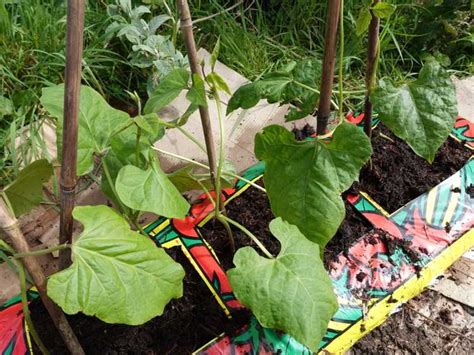 Comment faire pousser des légumes dans un sac de terreau