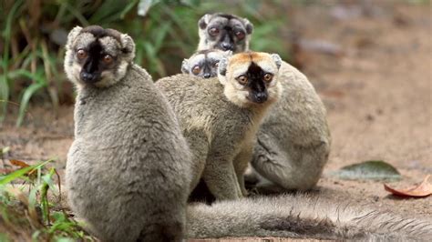 Island of Lemurs: Madagascar | Nearby Showtimes, Tickets | IMAX