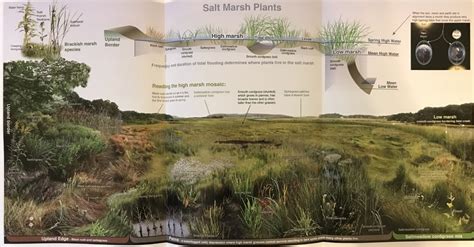 Salt Marsh Diagram