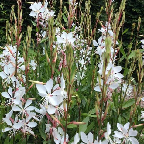 Gaura Lindheimeri Whirling Butterflies Flowbo B V