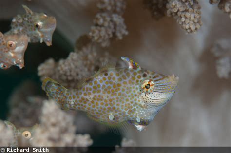 Photographing Reef Fish