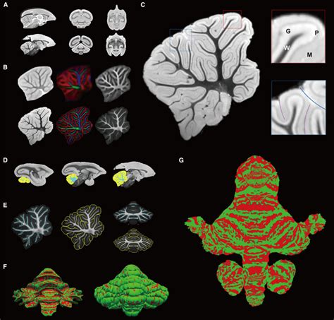 An Anatomical And Connectivity Atlas Of The Marmoset Cerebellum Cell Reports