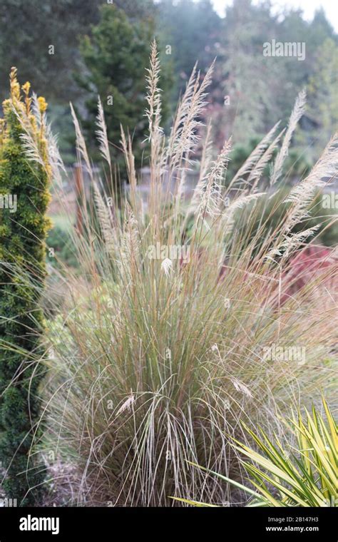 Muhlenbergia Rigens Commonly Known As Deergrass Stock Photo Alamy