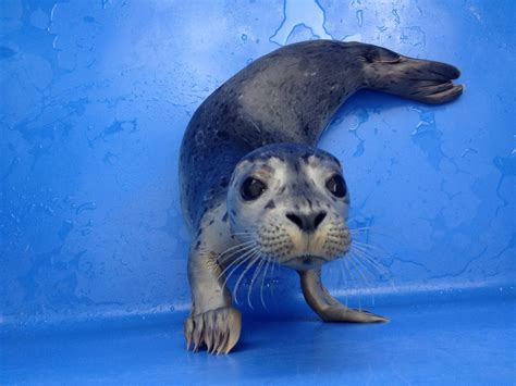Met this little guy at a rescue centre for orphaned and abandoned seals