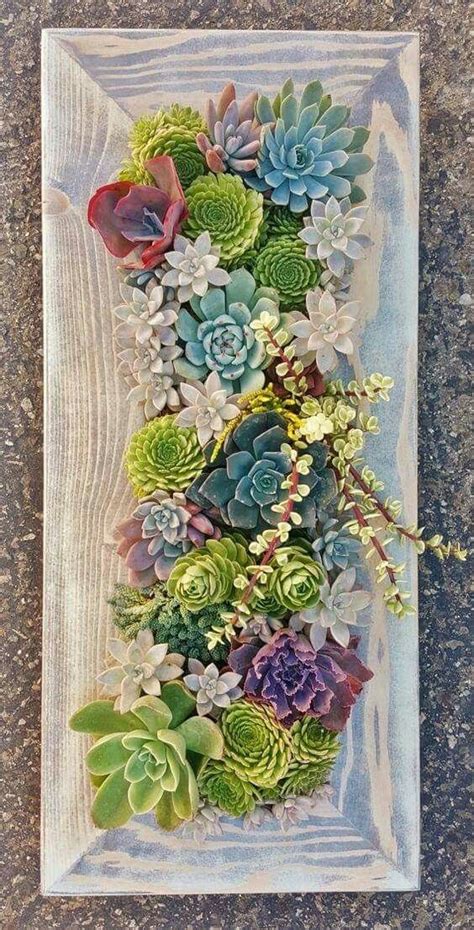 Pin By Zahra Batool On Eye Catch Succulent Garden Diy Succulents In Containers Succulents Diy