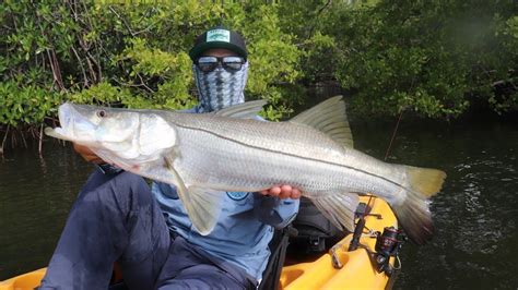 Snook Fishing From A Kayak In Florida YouTube