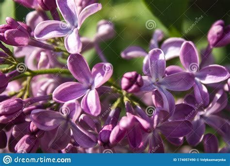 Lilac Flowers Close Up Blooming Lilac Branch On A Clear Sunny Day