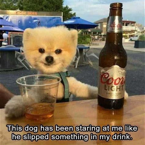 75+ Funniest Pomeranian Memes