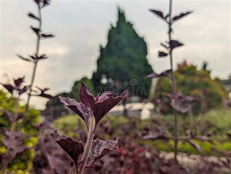 Fechamento Da Planta Alternanthera Brasiliana Foto De Stock Imagem De