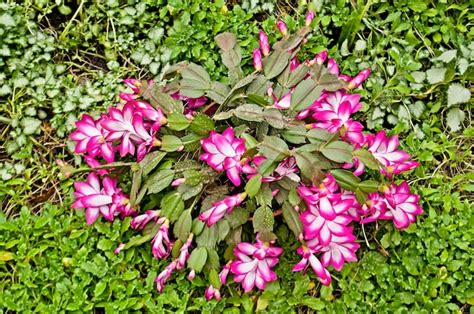 Planta de florescência de schlumbergera truncata ou zygocactus Foto