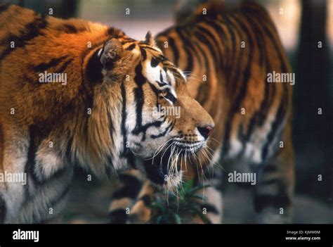 Tigre El Felino M S Grande Del Mundo Fotograf A De Stock Alamy