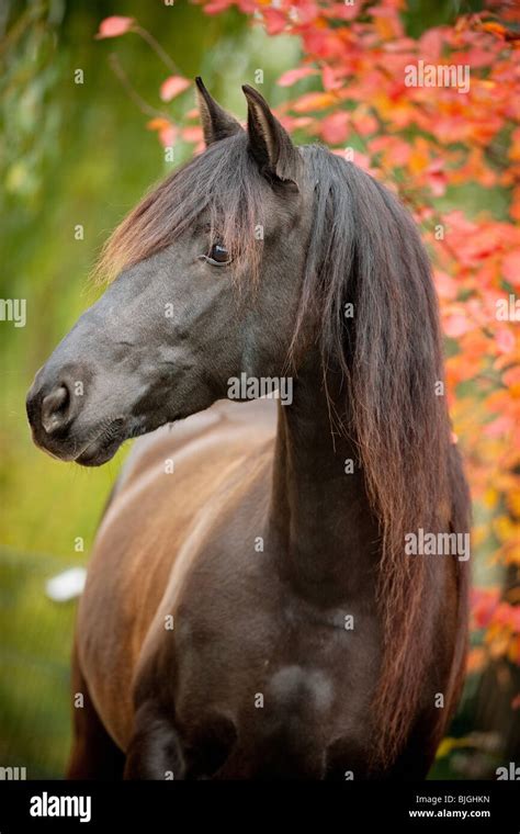 Spanish sport horse standing Stock Photo - Alamy