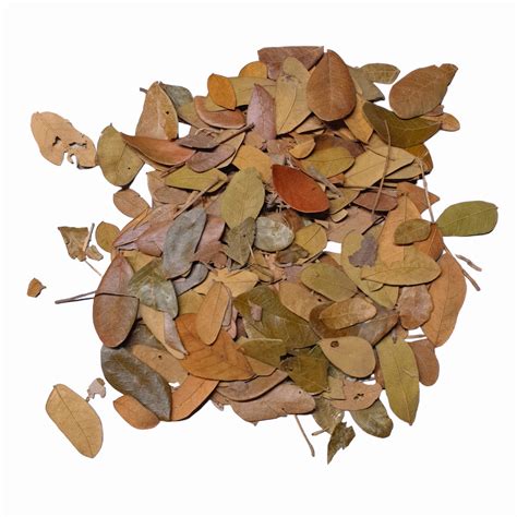 BioThai Tropical Leaves Liście Tropikalne 20g Sklep Terrarystyczny