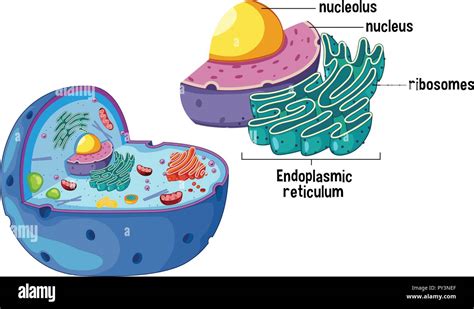 Ribosomes In An Animal Cell