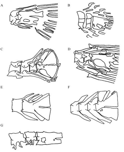 Lateral view of the caudal skeleton. A, Anguilla rostrata... | Download Scientific Diagram