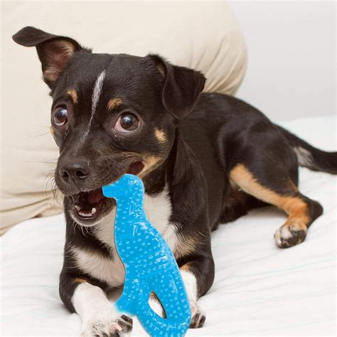 10 Freezable Puppy Teething Toys Your Pup Will Love - Hey, Djangles.