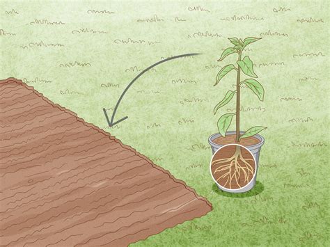 how to propagate bougainvillea plants 7