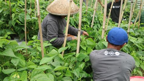 Izi Jabar Kerja Sama Quran Best Barokah Panen Raya Buncis Kenya Dengan