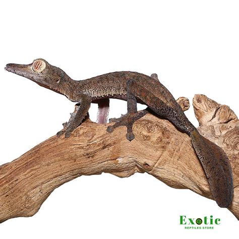 Giant Leaf Tail Gecko Exotic Reptiles Store