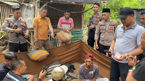 Tertangkap Tangan Judi Sabung Ayam 37 Orang Diciduk Polda Sulsel