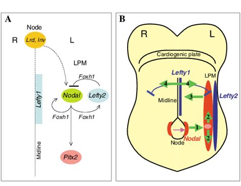 Genetic Pathway For And Signal Transfer During Left Right Lr