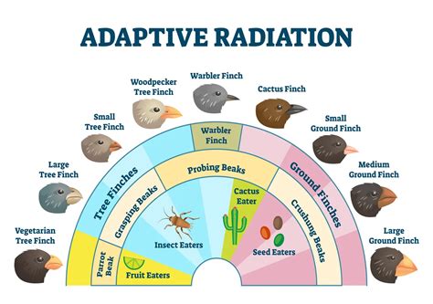 A 30 Year Study Of Darwins Finches Reveals The Genetic Architecture