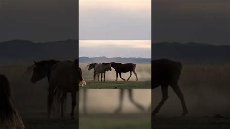 A Importância dos Cavalos para os Mongóis O Império Mongol shorts