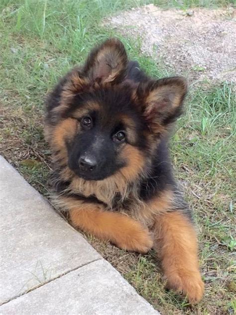 Long Haired German Shepherd Puppy