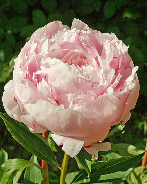 Paeonia Lady Alexander Daleside Nurseries Ltd