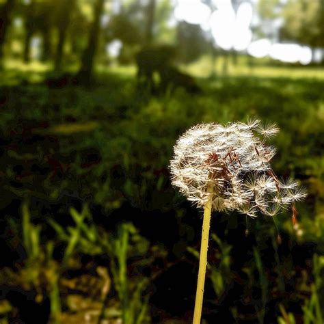 Dandelion Wildflower Spring Free Photo On Pixabay Pixabay