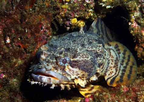 Ugly Fish: 15 Ugliest Fish in the World (Photos, Videos) | Storyteller ...