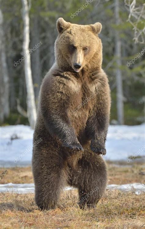 Oso Pardo Ursus Arctos De Pie Foto De Stock Depositphotos