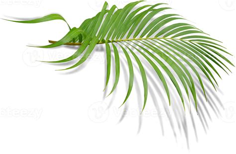 Green Leaf Of Palm Tree With Shadow On Transparent Png File 16332730 PNG