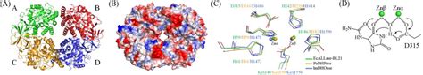 Figure From Crystal Structure Of Allantoinase From Escherichia Coli