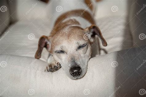 Adorable Close Up Portrait Sleeping Dog with Closed Eyes. Stock Image ...