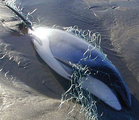 mauis dolphins   protection scientists science media centre