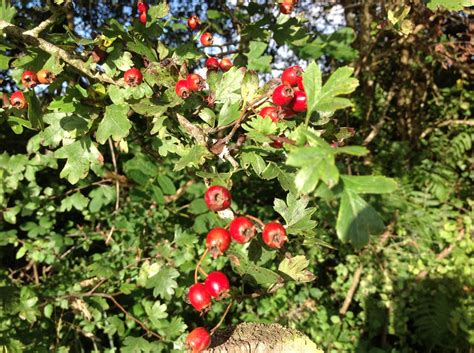 Hawthorn Berries look wonderful in the hedges | Sara's Cottage