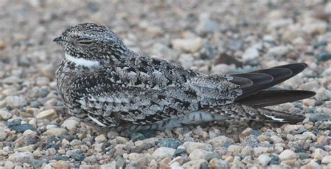 Nighthawk Migration And Wintering Areas