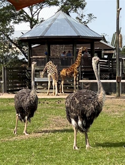 Alabama Gulf Coast Zoo welcomes new ostriches - Gulf Coast Media