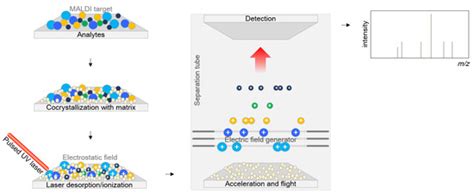 Antibiotics Free Full Text Maldi Tof Mass Spectrometry Technology