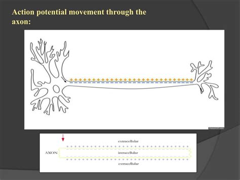 Structure Of Neuron And Propagation Mechanism Of Nerve Impulse