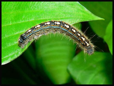 The Ultimate Guide To Caterpillar Diets What Do Caterpillars Eat And Who Eats Them Alicias