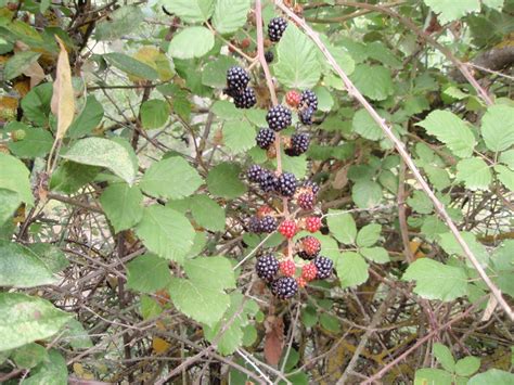 Herbario Virtual De Banyeres De Mariola Y Alicante Rubus Ulmifolius